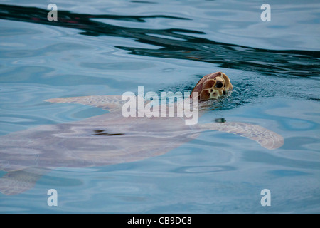 Tortue de mer verte géant piscine et popping sa tête au-dessus de l'eau pour respirer Banque D'Images