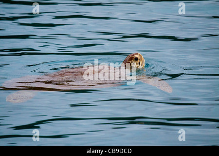 Tortue de mer verte géant piscine et popping sa tête au-dessus de l'eau pour respirer Banque D'Images