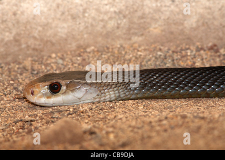 Oxyuranus scutellatus, Taipan côtières. Ce serpent est le troisième plus venimeux serpent au monde Banque D'Images