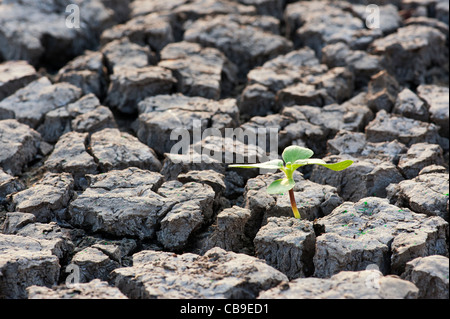 La croissance des semis de plantes sèches le cracked earth en Inde Banque D'Images