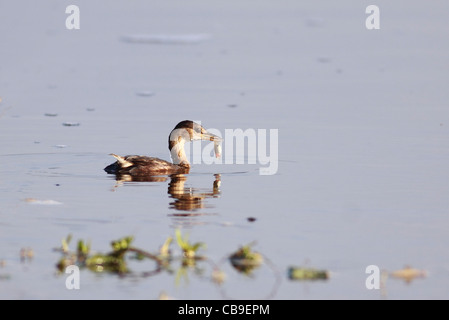 Grèbe castagneux (Tachybaptus ruficollis) dans un étang, photographié en Israël en Septembre Banque D'Images