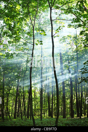 Les rayons de soleil à travers les arbres dans la forêt. Banque D'Images