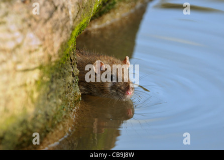 Rat surmulot Rattus norvegicus - Entrer dans l'eau Banque D'Images