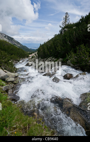 Brook en vallée en parc national de Pirin près de Bansko, Bulgarie Banque D'Images