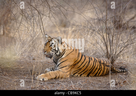 Tigre du Bengale [ T41 ] dans la forêt sauvage de la Réserve de tigres de Ranthambhore, Rajasthan, Inde. ( Panthera tigris ) Banque D'Images