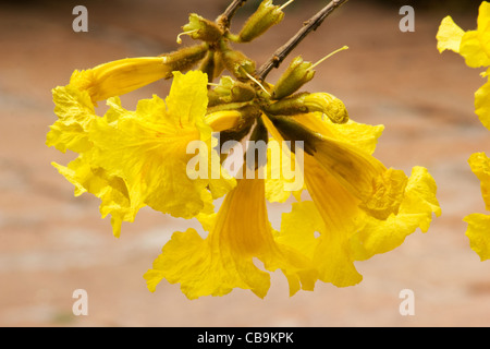 Tabebuia chrysotricha trompette d'or fleurs arbres Banque D'Images