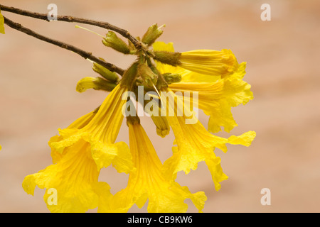 Tabebuia chrysotricha trompette d'or fleurs arbres Banque D'Images