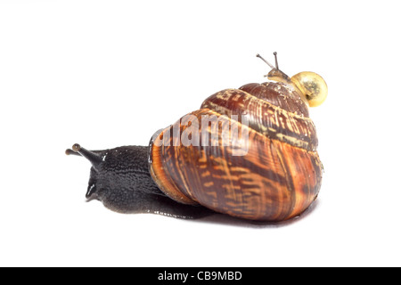 Petit escargot équitation sur le dessus de la chambre d'un grand escargot Banque D'Images