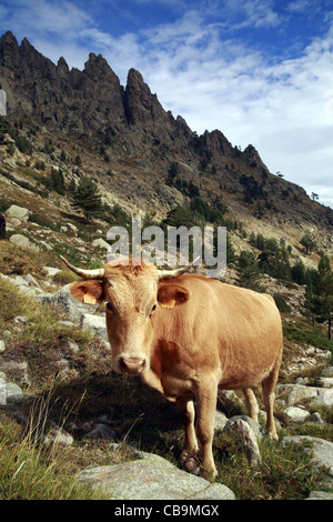 Troupeau de vaches dans la vallée de la Restonica, Corse, France Banque D'Images