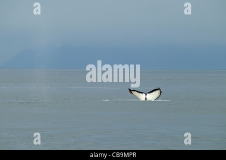 Baleine à bosse Fluking, sonnant Banque D'Images