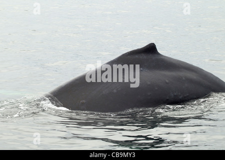 Nageoire d'une baleine à bosse libre Banque D'Images