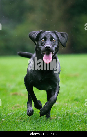 Labrador noir (Canis lupus familiaris) chien qui court et à jouer dans le jardin sous la pluie Banque D'Images