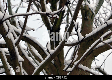 Close up image des branches sans feuilles en hiver, recouvert de neige Banque D'Images