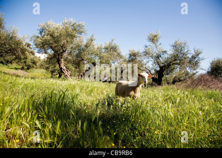 Moutons dans la prairie, Péloponnèse, Grèce, Europe. Banque D'Images