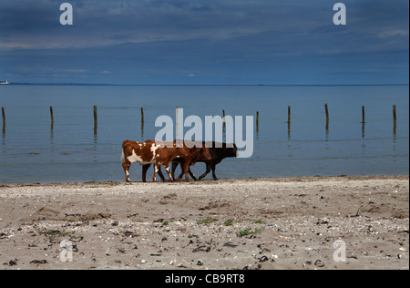 Bétail passant devant les groynes sur le Cunnigar, Dungarvan Bay, County Waterford, Irlande Banque D'Images