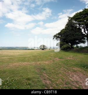 Oak tree, North Devon, UK Banque D'Images