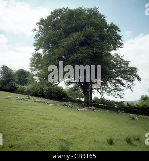 Arbre de chêne et des moutons paissant, North Devon, UK Banque D'Images