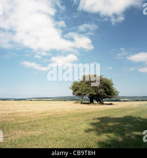 Oak tree, North Devon, UK Banque D'Images