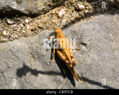 Grasshopper / cricket Banque D'Images