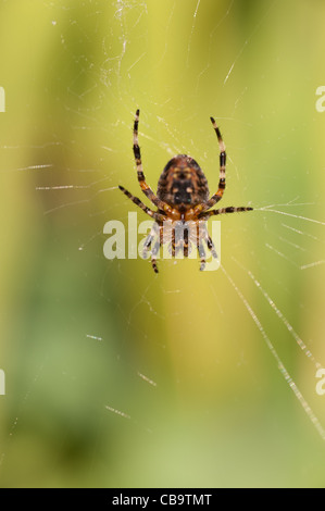 Jardin commun sur le web spider Banque D'Images