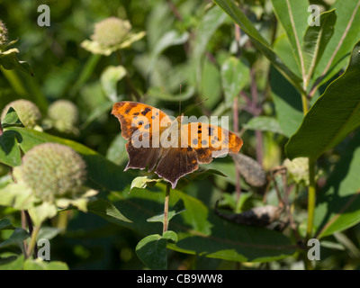 Point d'interrogation (Polygonia interrogationis) Banque D'Images