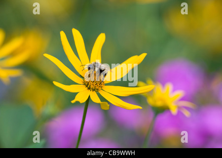 De bourdons (Bombus sp.) sur le topinambour (Helianthus tuberosus) Banque D'Images