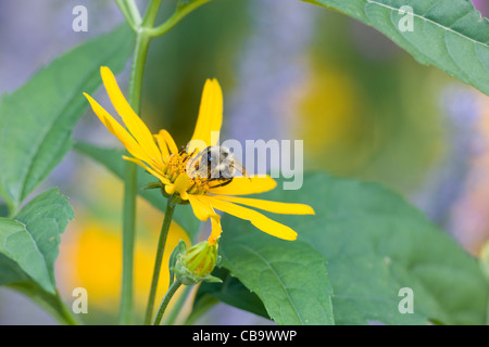 De bourdons (Bombus sp.) sur le topinambour (Helianthus tuberosus) Banque D'Images