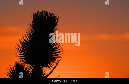 Silhouette de la fleur du chardon tête contre un coucher de soleil rouge Banque D'Images