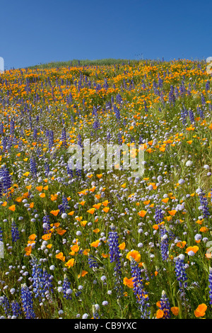 Domaine de coquelicots de Californie et lupin situé dans l'Antelope Valley California Poppy Réserver Banque D'Images