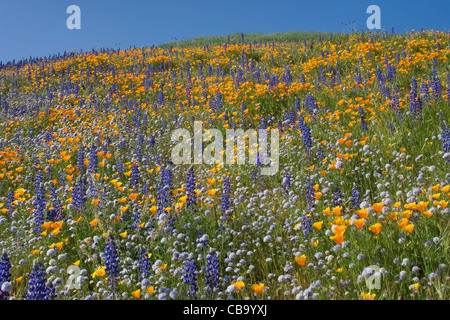 Domaine de coquelicots de Californie et lupin situé dans l'Antelope Valley California Poppy Réserver Banque D'Images