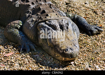 Alligator Alligator mississippiensis), (Homosassa Springs Wildlife Park, Homosassa, la Côte du Golfe, Florida, USA Banque D'Images