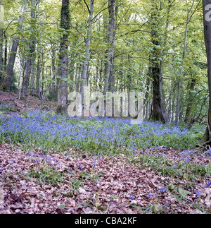 Bluebell woods Forêt de Dean, en Angleterre Banque D'Images