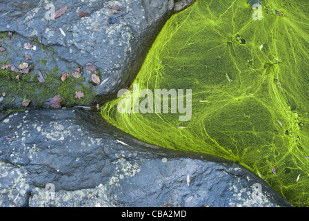 Les algues bleu-vert du genre Nostoc (cyanobactéries), couvrir une flaque d'eau douce au milieu des rochers. Banque D'Images