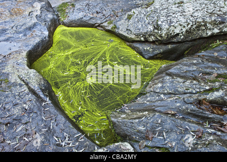 Les algues bleu-vert du genre Nostoc (cyanobactéries), couvrir une flaque d'eau douce au milieu des rochers. Banque D'Images