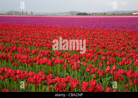 WASHINGTON - champ de tulipes dans la vallée de la Skagit près de Mount Vernon. Banque D'Images