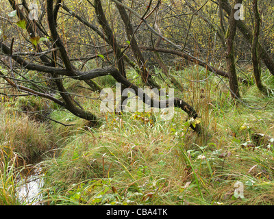 Highmoor, hill moor, soulevé continental / sac Arracher Hochmoor / forêt de Bavière, Bavière, Allemagne Banque D'Images