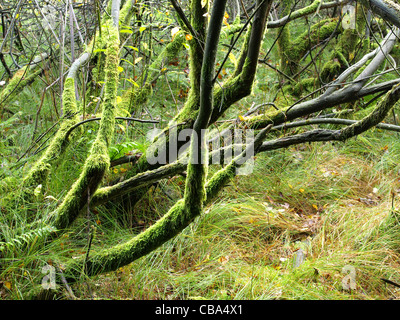 Highmoor, hill moor, soulevé continental / sac Arracher Hochmoor / forêt de Bavière, Bavière, Allemagne Banque D'Images