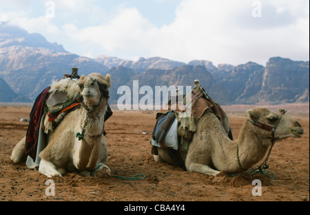 Les chameaux en attente de touristes autour de dans la légendaire vallée de Wadi Rum en Jordanie du sud, Moyen-Orient Banque D'Images