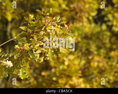 En chêne collection automne / Eichenbaum im Herbst Banque D'Images