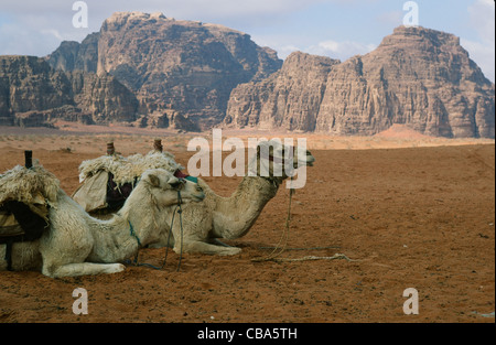 Les chameaux attendent les touristes dans le légendaire désert de Wadi Rum dans le sud de la Jordanie près d'Aqaba Banque D'Images