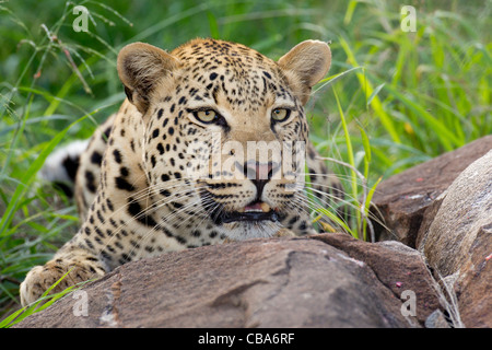 Leopard se cachant derrière un rocher (Panthera pardus) Banque D'Images