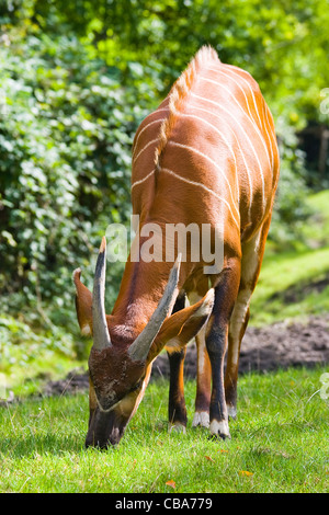 L'antilope Bongo Tragelaphus eurycerus ou marcher lentement et mange de l'herbe Banque D'Images