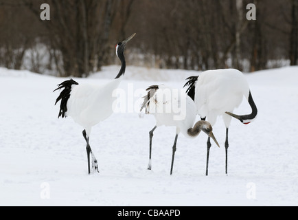 Deux Yinruilin aka Grues Japonaises, Grus japonensis voler au-dessus d'un champ neigeux et près de tree tops à Akan Hokkaido, Japon Banque D'Images