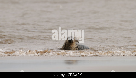 Phoques communs et les phoques gris de jouer a photographié à la plage de Donna Nook, la côte du Lincolnshire, Angleterre, Grande-Bretagne. Banque D'Images