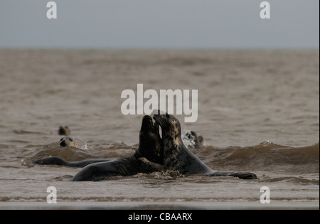 Phoques communs et les phoques gris de jouer a photographié à la plage de Donna Nook, la côte du Lincolnshire, Angleterre, Grande-Bretagne. Banque D'Images