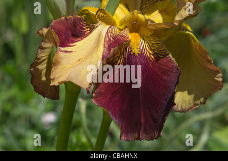 Iris croissant dans notre jardin Banque D'Images