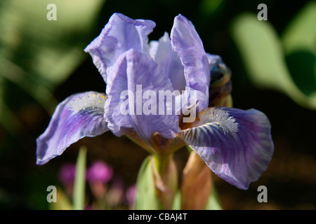 Iris, nature, fleurs, plantes (CTK Photo/Marketa Hofmanova) Banque D'Images