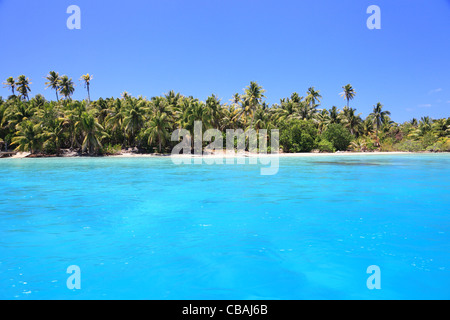 Plage avec cocotiers dans Perfect Blue Lagon de Maupiti, Polynésie française. Banque D'Images