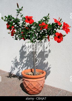 Hibiscus, Hibiscus L., nature, fleurs, plantes (CTK Photo/Marketa Hofmanova) Banque D'Images