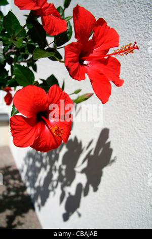 Hibiscus, Hibiscus L., nature, fleurs, plantes (CTK Photo/Marketa Hofmanova) Banque D'Images
